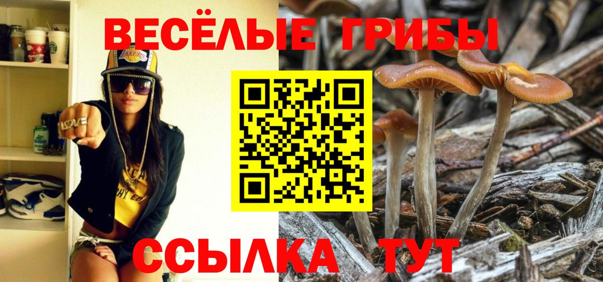 Псилоцибиновые грибы Psilocybe Топки